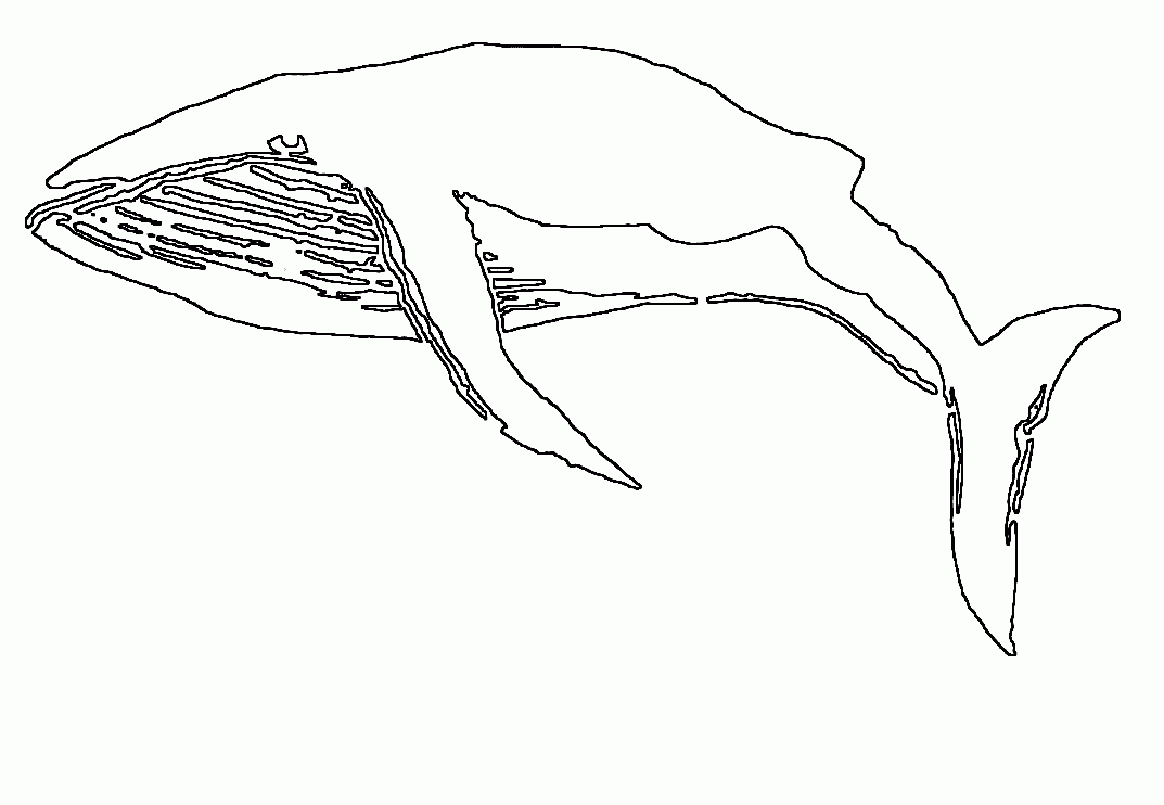 imagini de colorat animal salbatic balena